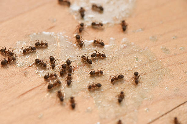 Best Pest Control Near Me in Big Sandy, TX