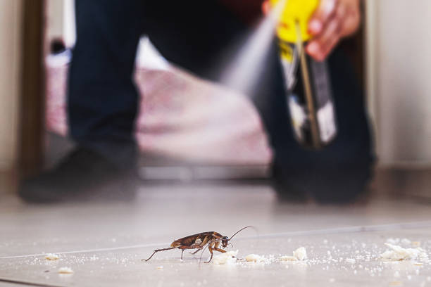 Flea Control Services in Big Sandy, TX