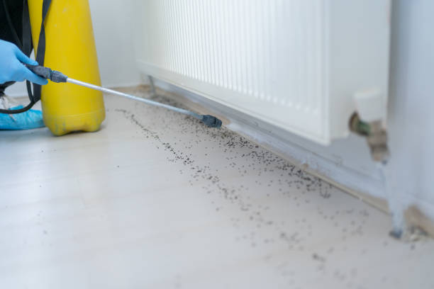 Professional Pest Control in Big Sandy, TX